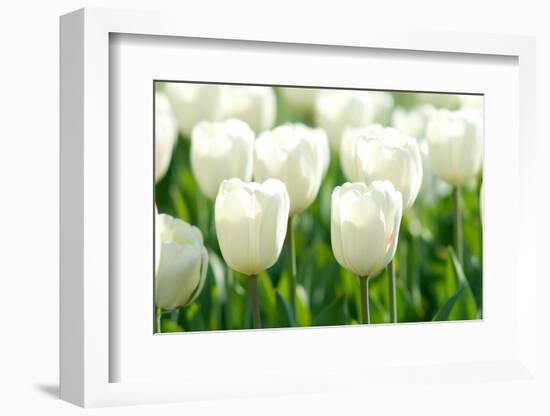 Tulips, Blossoms, White, Sunlight-Alexander Georgiadis-Framed Photographic Print