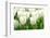 Tulips, Blossoms, White, Sunlight-Alexander Georgiadis-Framed Photographic Print