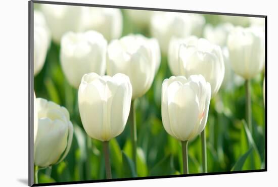 Tulips, Blossoms, White, Sunlight-Alexander Georgiadis-Mounted Photographic Print