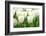 Tulips, Blossoms, White, Sunlight-Alexander Georgiadis-Framed Photographic Print