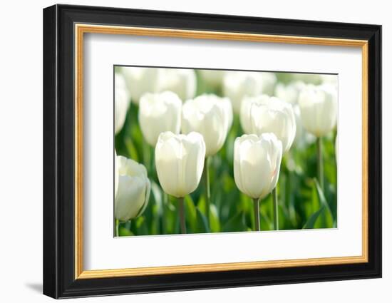 Tulips, Blossoms, White, Sunlight-Alexander Georgiadis-Framed Photographic Print