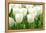 Tulips, Blossoms, White, Sunlight-Alexander Georgiadis-Framed Premier Image Canvas
