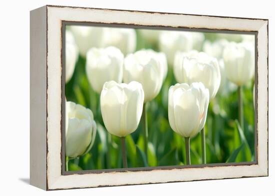 Tulips, Blossoms, White, Sunlight-Alexander Georgiadis-Framed Premier Image Canvas