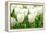 Tulips, Blossoms, White, Sunlight-Alexander Georgiadis-Framed Premier Image Canvas