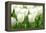 Tulips, Blossoms, White, Sunlight-Alexander Georgiadis-Framed Premier Image Canvas