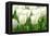 Tulips, Blossoms, White, Sunlight-Alexander Georgiadis-Framed Premier Image Canvas