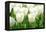 Tulips, Blossoms, White, Sunlight-Alexander Georgiadis-Framed Premier Image Canvas