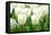 Tulips, Blossoms, White, Sunlight-Alexander Georgiadis-Framed Premier Image Canvas