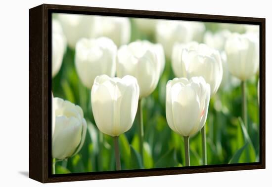 Tulips, Blossoms, White, Sunlight-Alexander Georgiadis-Framed Premier Image Canvas