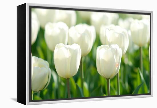 Tulips, Blossoms, White, Sunlight-Alexander Georgiadis-Framed Premier Image Canvas