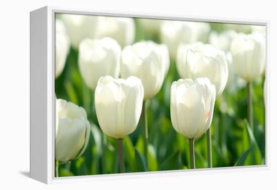 Tulips, Blossoms, White, Sunlight-Alexander Georgiadis-Framed Premier Image Canvas