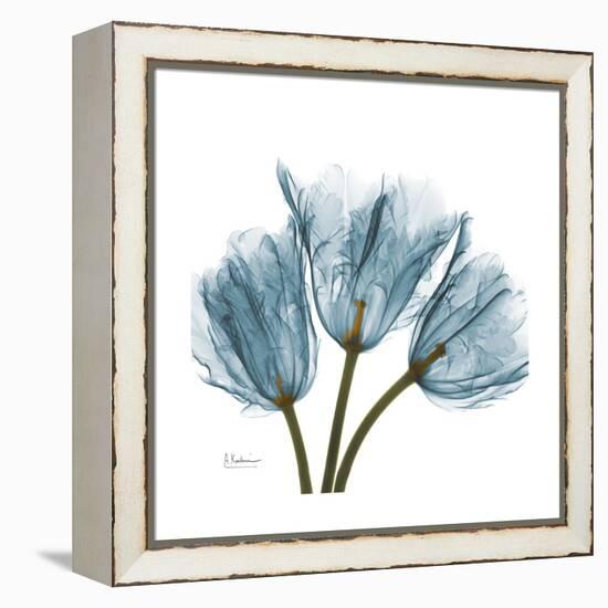 Tulips Blue-Albert Koetsier-Framed Stretched Canvas