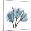 Tulips Blue-Albert Koetsier-Mounted Premium Giclee Print