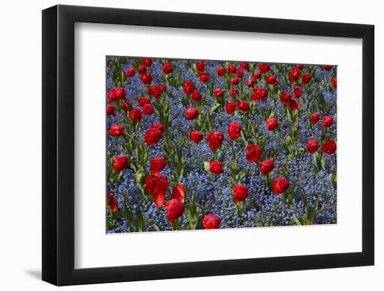 Tulips, Botanic Gardens, Hagley Park, Christchurch, Canterbury, South Island, New Zealand-David Wall-Framed Photographic Print