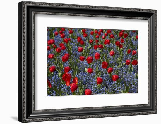 Tulips, Botanic Gardens, Hagley Park, Christchurch, Canterbury, South Island, New Zealand-David Wall-Framed Photographic Print