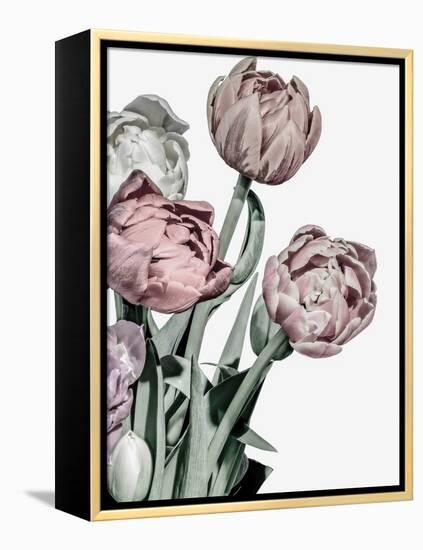 Tulips Bright-Design Fabrikken-Framed Premier Image Canvas