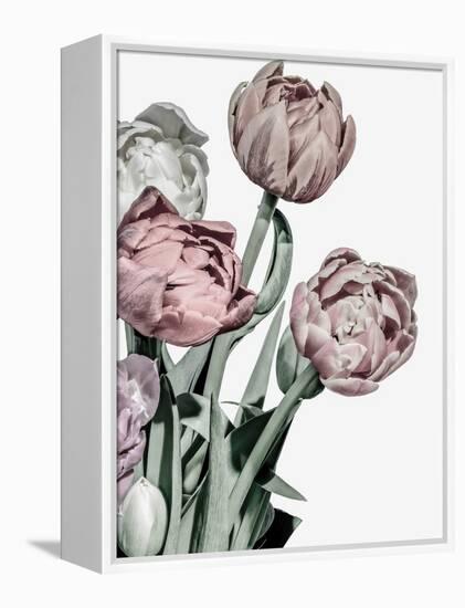 Tulips Bright-Design Fabrikken-Framed Premier Image Canvas