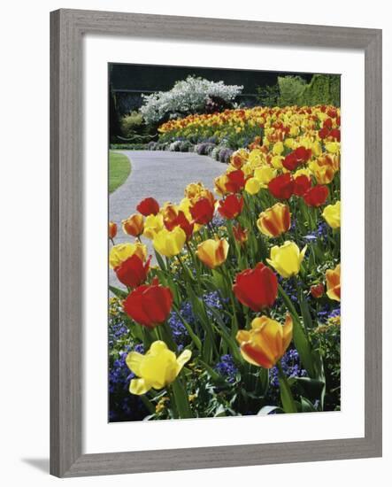 Tulips Buchart Garden Victoria British Columbia, Canada-null-Framed Photographic Print
