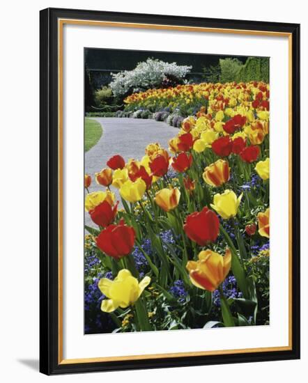 Tulips Buchart Garden Victoria British Columbia, Canada-null-Framed Photographic Print