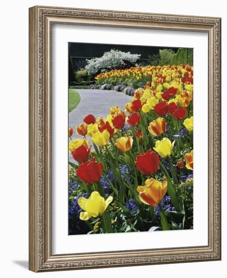 Tulips Buchart Garden Victoria British Columbia, Canada-null-Framed Photographic Print