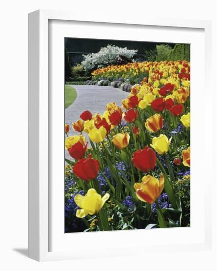 Tulips Buchart Garden Victoria British Columbia, Canada-null-Framed Photographic Print