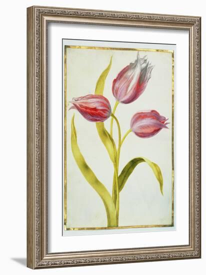 Tulips, C.1675-Nicolas Robert-Framed Giclee Print