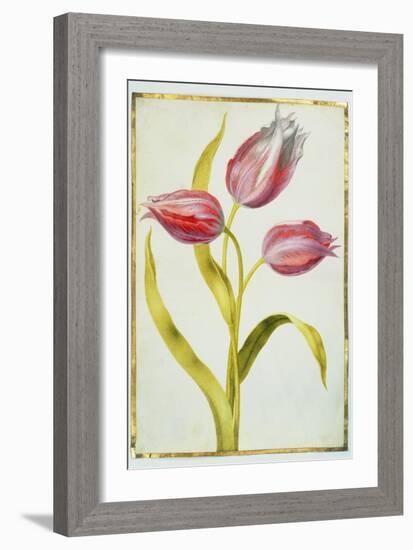 Tulips, C.1675-Nicolas Robert-Framed Giclee Print