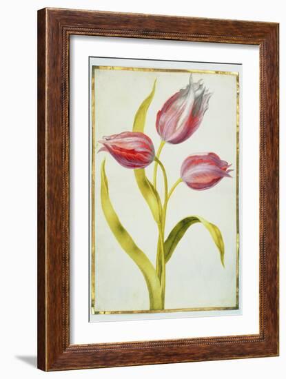 Tulips, C.1675-Nicolas Robert-Framed Giclee Print