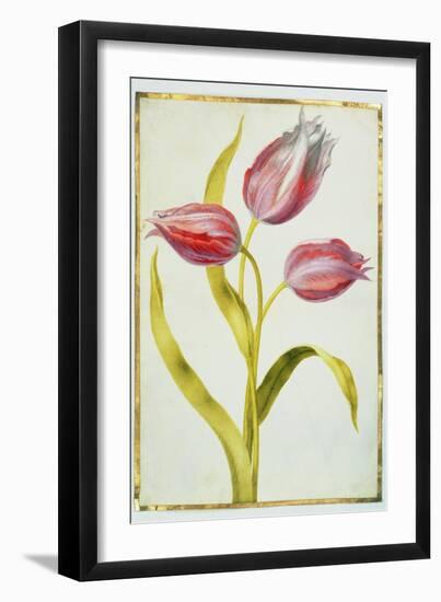 Tulips, C.1675-Nicolas Robert-Framed Giclee Print