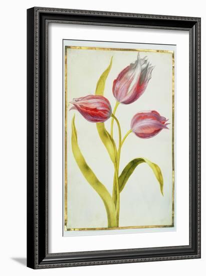 Tulips, C.1675-Nicolas Robert-Framed Giclee Print