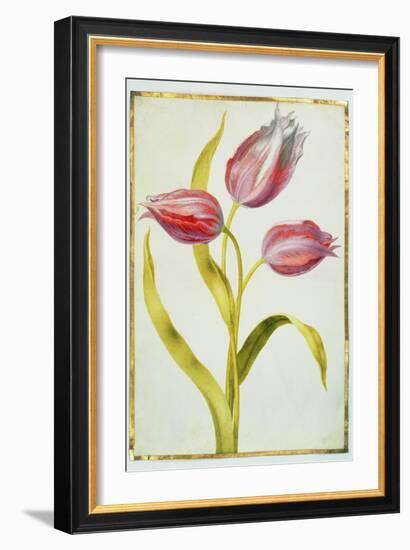 Tulips, C.1675-Nicolas Robert-Framed Giclee Print