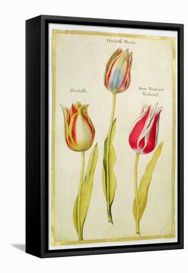 Tulips, C.1675-Nicolas Robert-Framed Premier Image Canvas