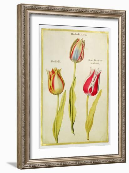 Tulips, C.1675-Nicolas Robert-Framed Giclee Print