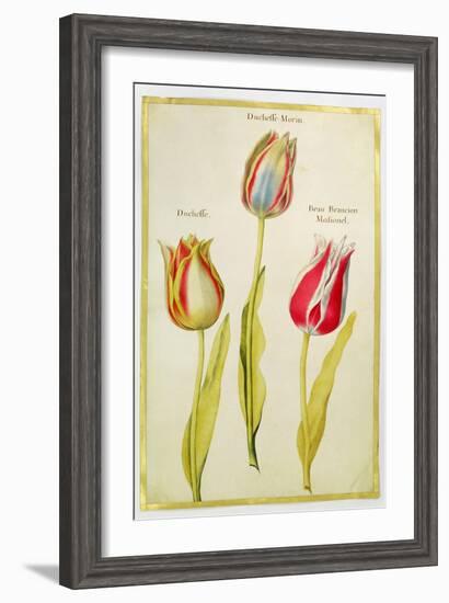 Tulips, C.1675-Nicolas Robert-Framed Giclee Print