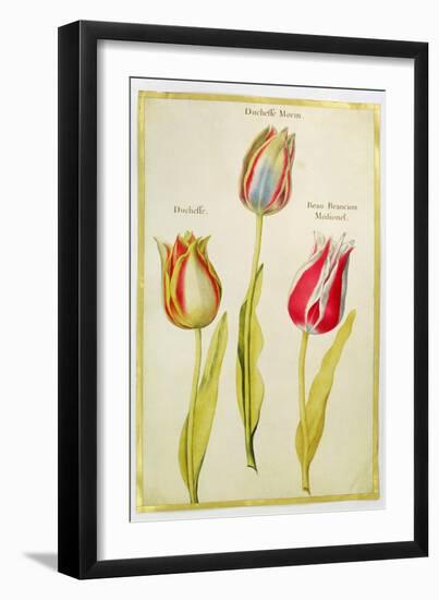 Tulips, C.1675-Nicolas Robert-Framed Giclee Print