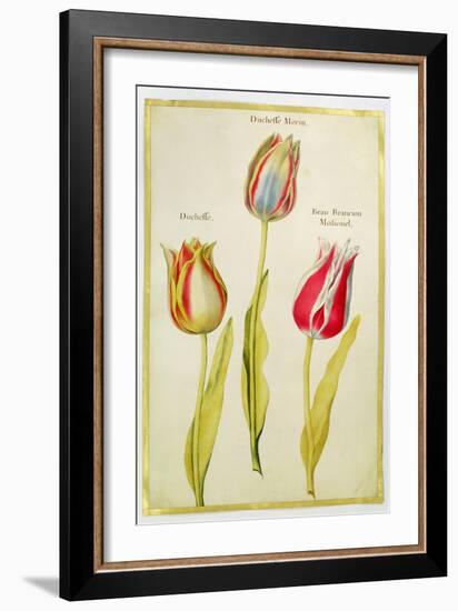 Tulips, C.1675-Nicolas Robert-Framed Giclee Print