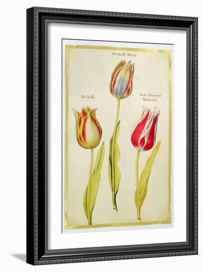 Tulips, C.1675-Nicolas Robert-Framed Giclee Print