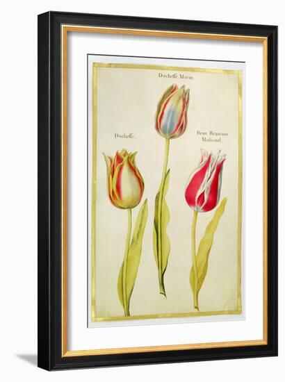 Tulips, C.1675-Nicolas Robert-Framed Giclee Print