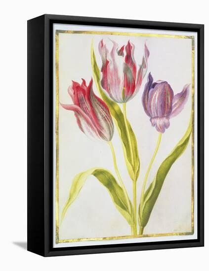 Tulips, C.1675-Nicolas Robert-Framed Premier Image Canvas