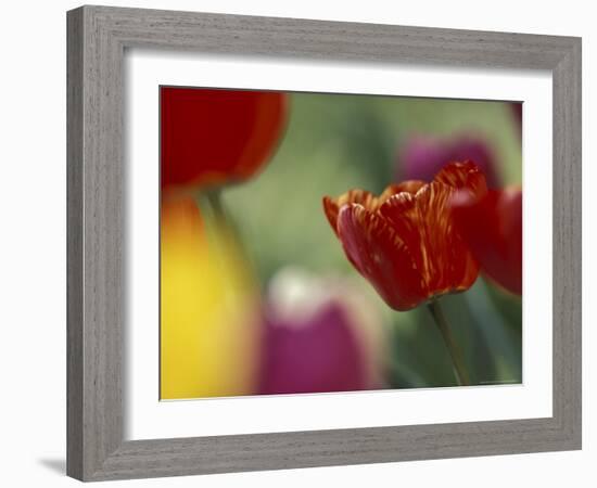 Tulips, Cache Valley, Utah, USA-Scott T. Smith-Framed Photographic Print