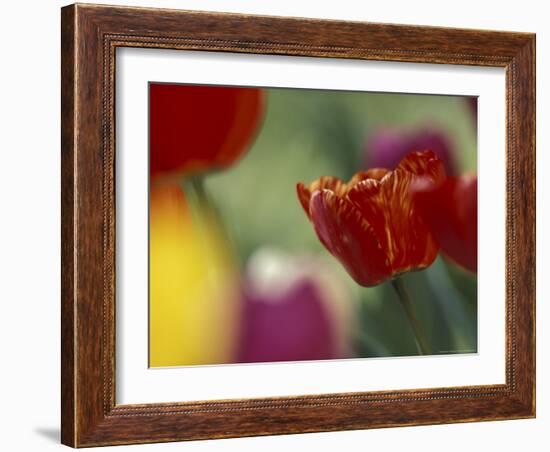 Tulips, Cache Valley, Utah, USA-Scott T. Smith-Framed Photographic Print