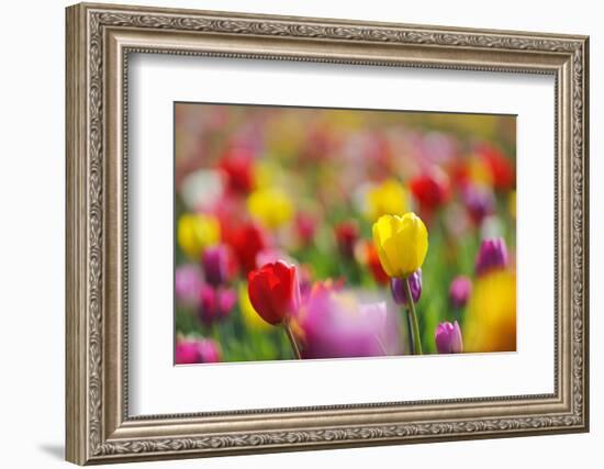 Tulips, Colours, Passed Away, Flowers, Spring Flowers, Blossoms, Differently, Spring, Yellow, Red-Herbert Kehrer-Framed Photographic Print