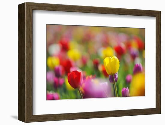 Tulips, Colours, Passed Away, Flowers, Spring Flowers, Blossoms, Differently, Spring, Yellow, Red-Herbert Kehrer-Framed Photographic Print