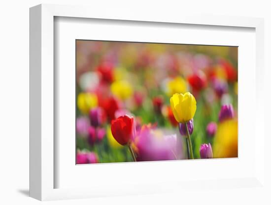 Tulips, Colours, Passed Away, Flowers, Spring Flowers, Blossoms, Differently, Spring, Yellow, Red-Herbert Kehrer-Framed Photographic Print