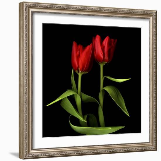 Tulips Embracing-Magda Indigo-Framed Photographic Print