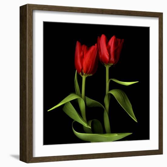 Tulips Embracing-Magda Indigo-Framed Photographic Print