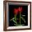 Tulips Embracing-Magda Indigo-Framed Photographic Print