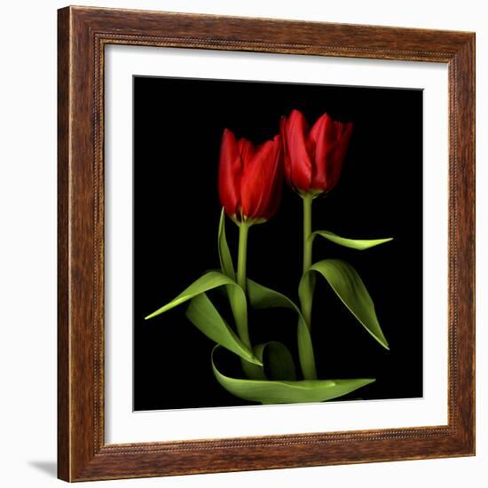 Tulips Embracing-Magda Indigo-Framed Photographic Print