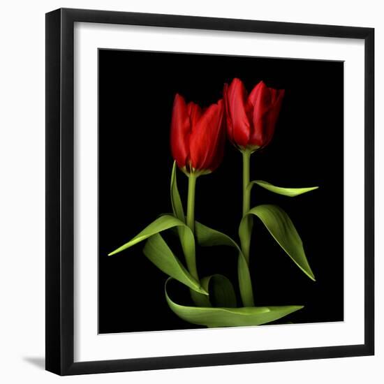 Tulips Embracing-Magda Indigo-Framed Photographic Print
