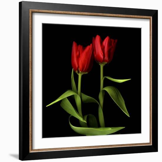 Tulips Embracing-Magda Indigo-Framed Photographic Print